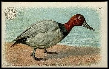 20 Canvasback Duck